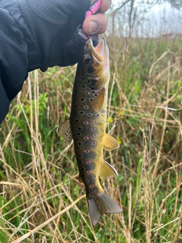 ブラウントラウトの釣果