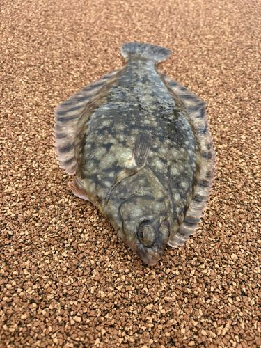 クロガシラガレイの釣果