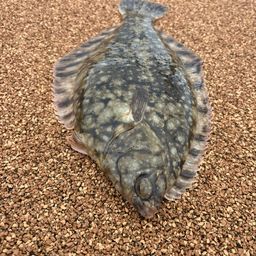 クロガシラガレイ