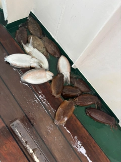 コウイカの釣果