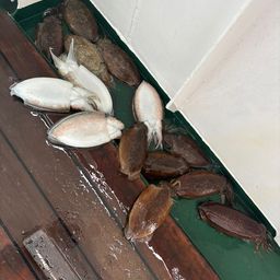 コウイカ