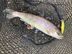 ヤマメの釣果