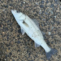 セイゴ(マルスズキ)