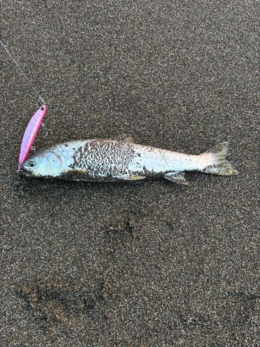 アメマスの釣果