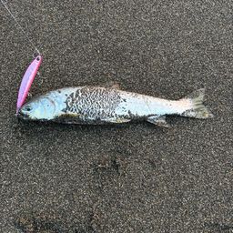 アメマス