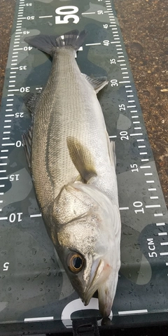 ヒラスズキの釣果