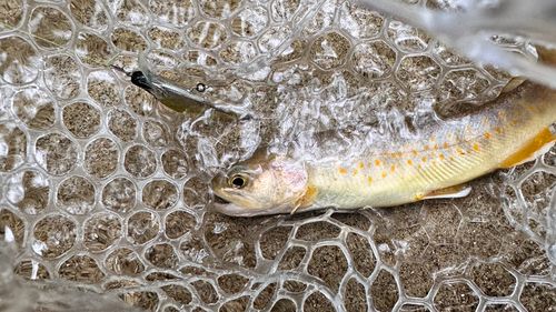 イワナの釣果