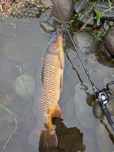 コイの釣果
