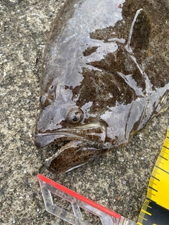 ヒラメの釣果