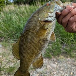 スモールマウスバス