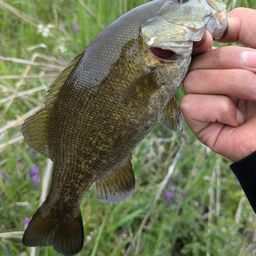 スモールマウスバス