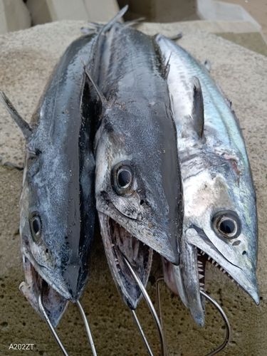 サゴシの釣果