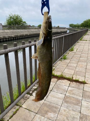 ナマズの釣果