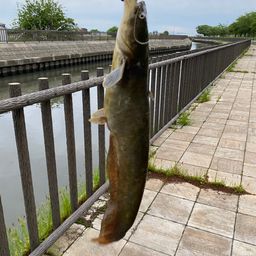 ナマズ