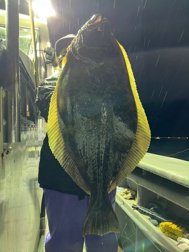 ヒラメの釣果
