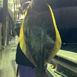 ヒラメ