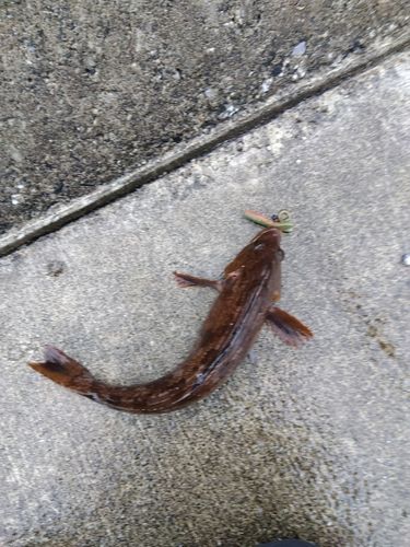 アイナメの釣果