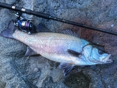 ヒラスズキの釣果