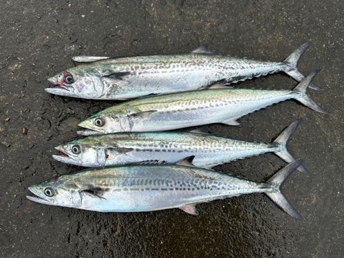 サゴシの釣果