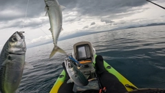 ゴマサバの釣果