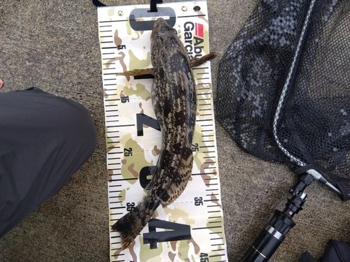 アイナメの釣果