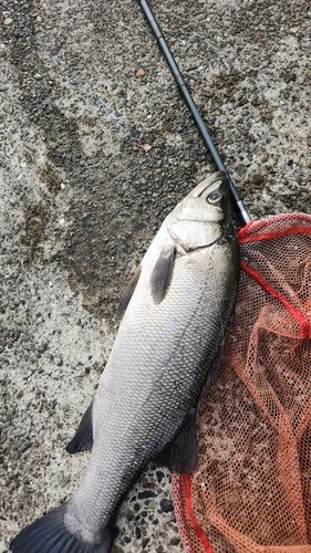 ヒラスズキの釣果