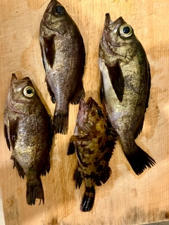 メバルの釣果