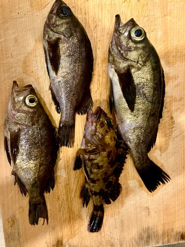メバルの釣果