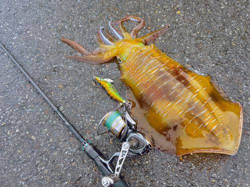 アオリイカの釣果