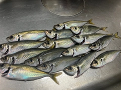 アジの釣果