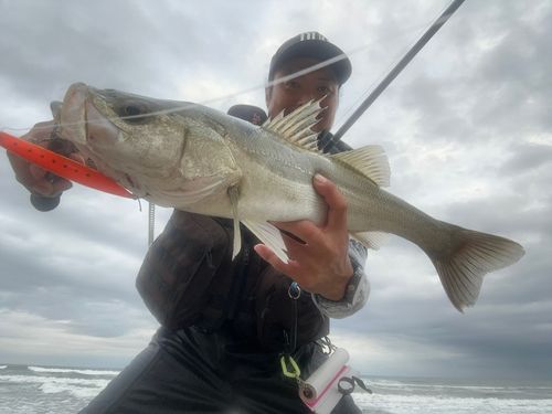 スズキの釣果