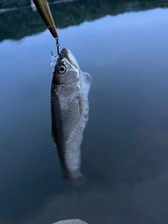 ハスの釣果
