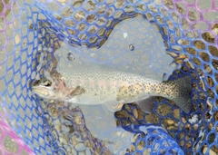 ニジマスの釣果