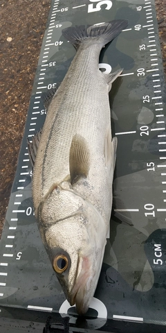 ヒラスズキの釣果