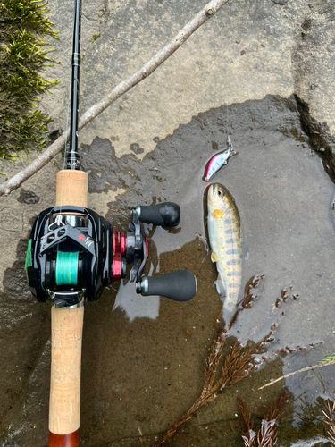 アマゴの釣果