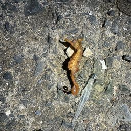 タツノオトシゴ