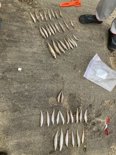 キスの釣果