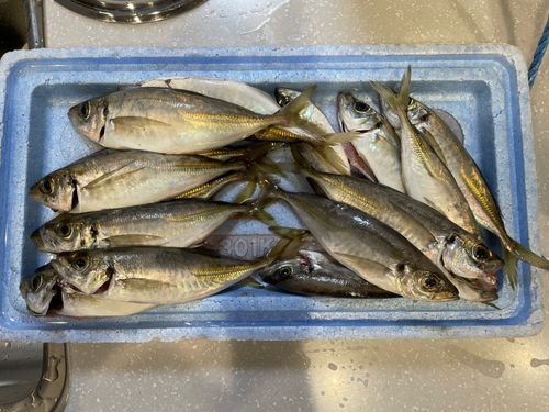 アジの釣果