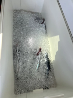 カツオの釣果