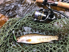 イワナの釣果