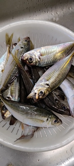 アジの釣果