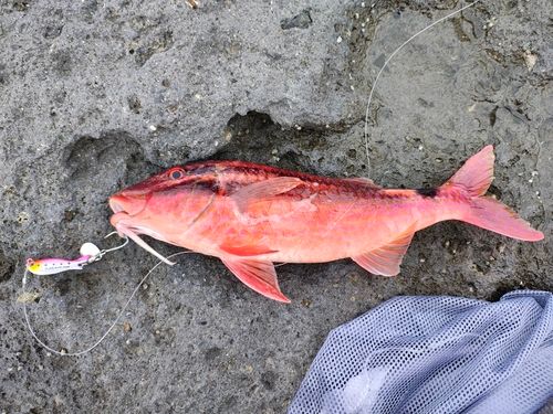 オジサンの釣果