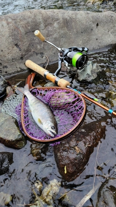 アマゴの釣果