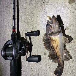 ガヤ