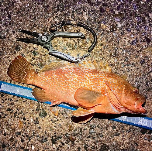 アコウの釣果