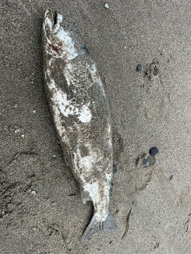 サクラマスの釣果