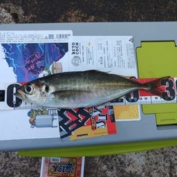 アジ