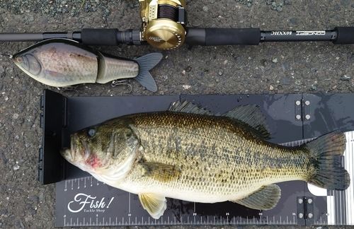 ブラックバスの釣果