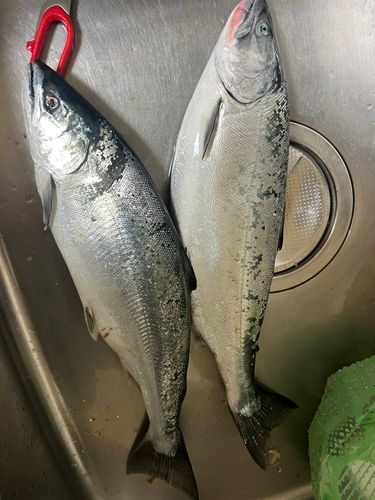 サクラマスの釣果
