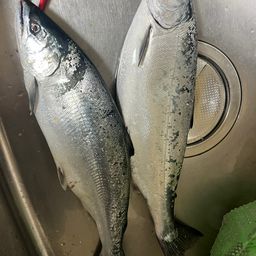 サクラマス